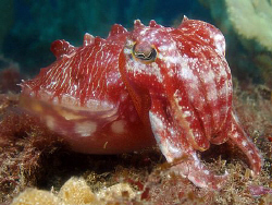 Red Cuttle, Kurnell by Doug Anderson 